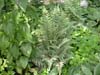 Japanese Painted Fern